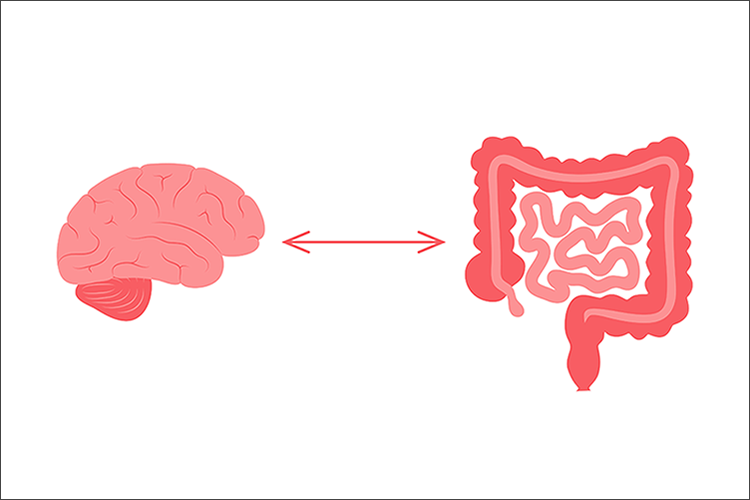 Gut, Brain, Pain Lab - image of a brain on the left and the intestinal tract on the right - Katelyn Sadler, PhD